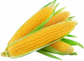 Кукуруза